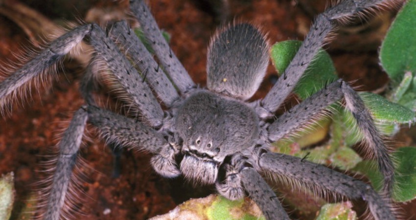 Monster huntsman spider invades Australian home