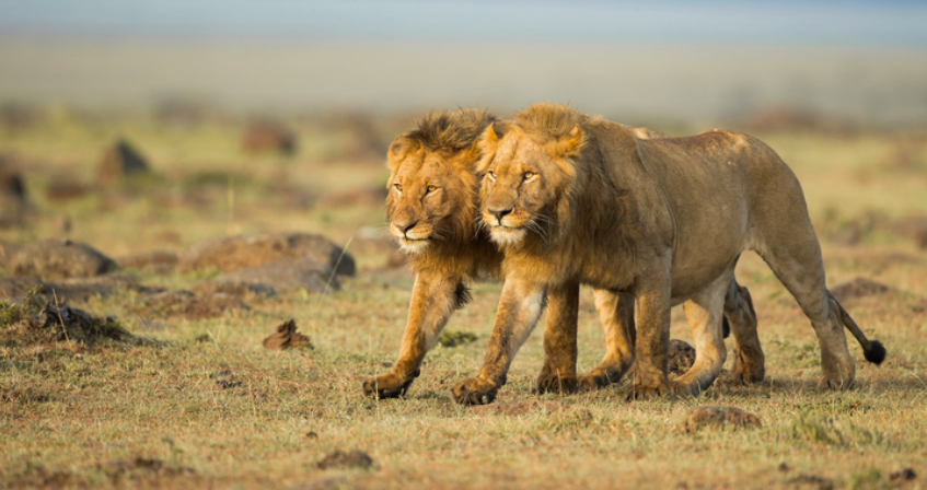 Gay lions have been spotted love-making in Kenya