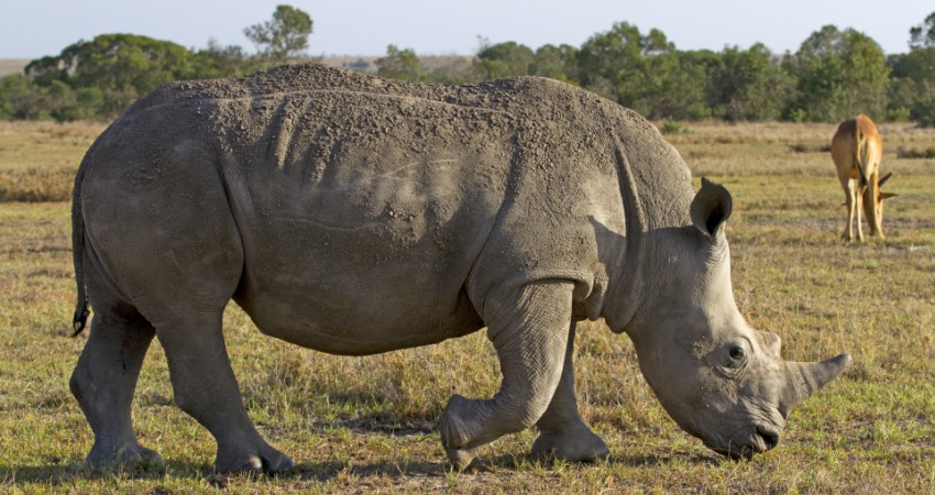 The world's last male northern white rhino has just died