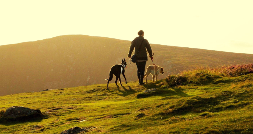 Owning a dog is good for your health, study says