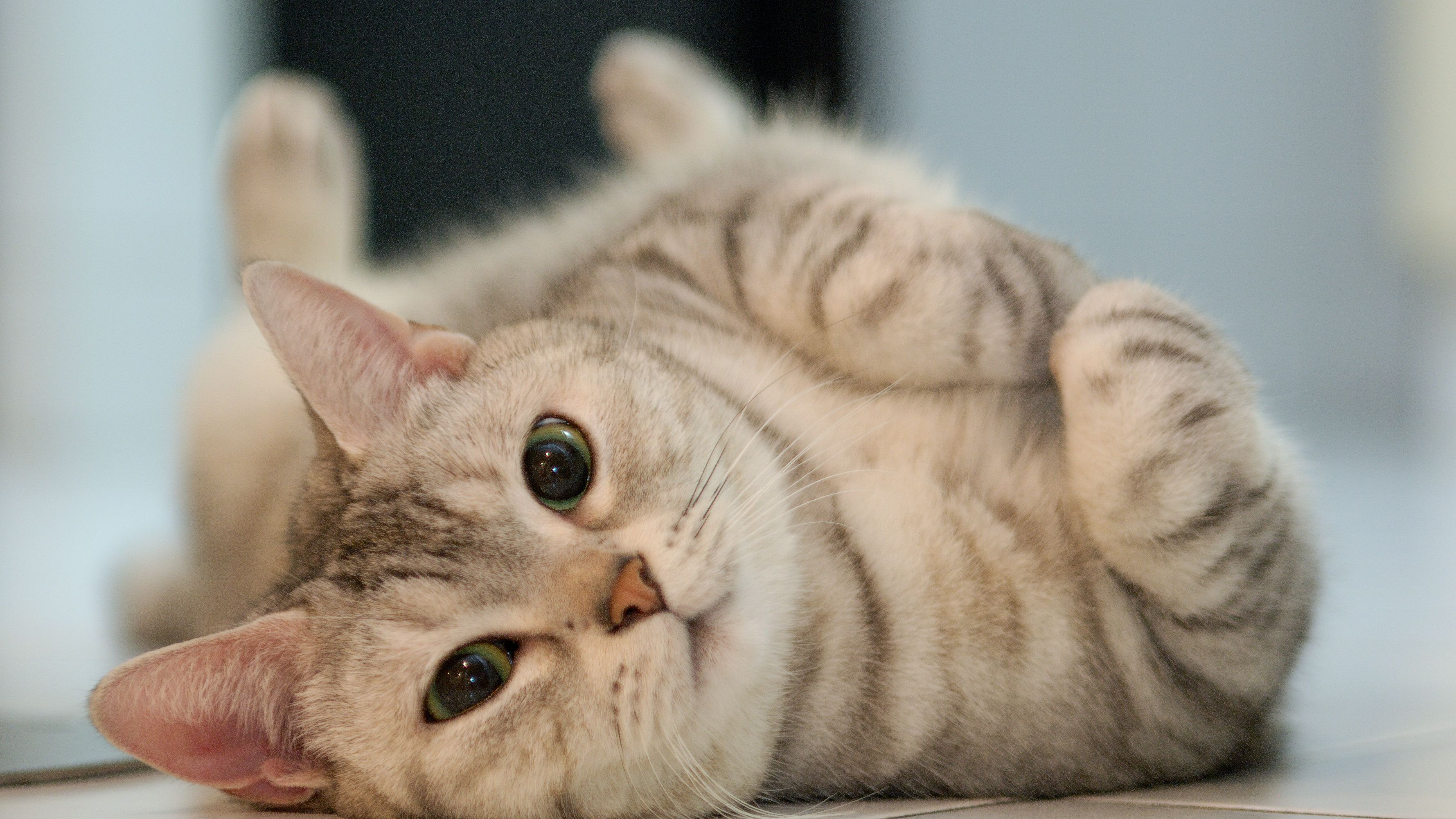 Man drop-kicks cat after pretending to stroke it