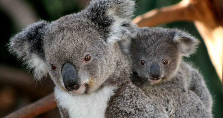 Koalas are now 'functionally extinct', experts reveal