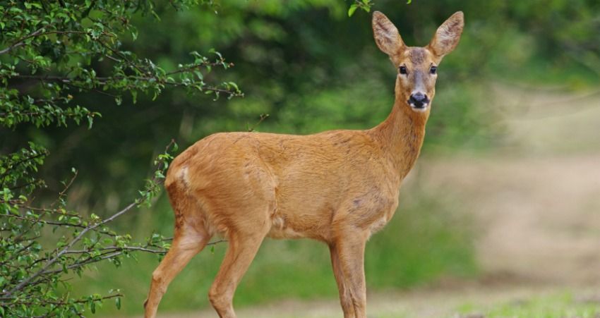 Deer dies with 4kg of plastic in its stomach