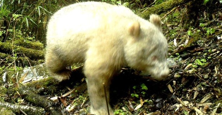 Albino Giant Panda photographed for the very first time in China