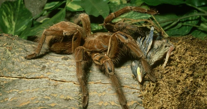 Meet the Goliath Birdeater, the largest tarantula in the world