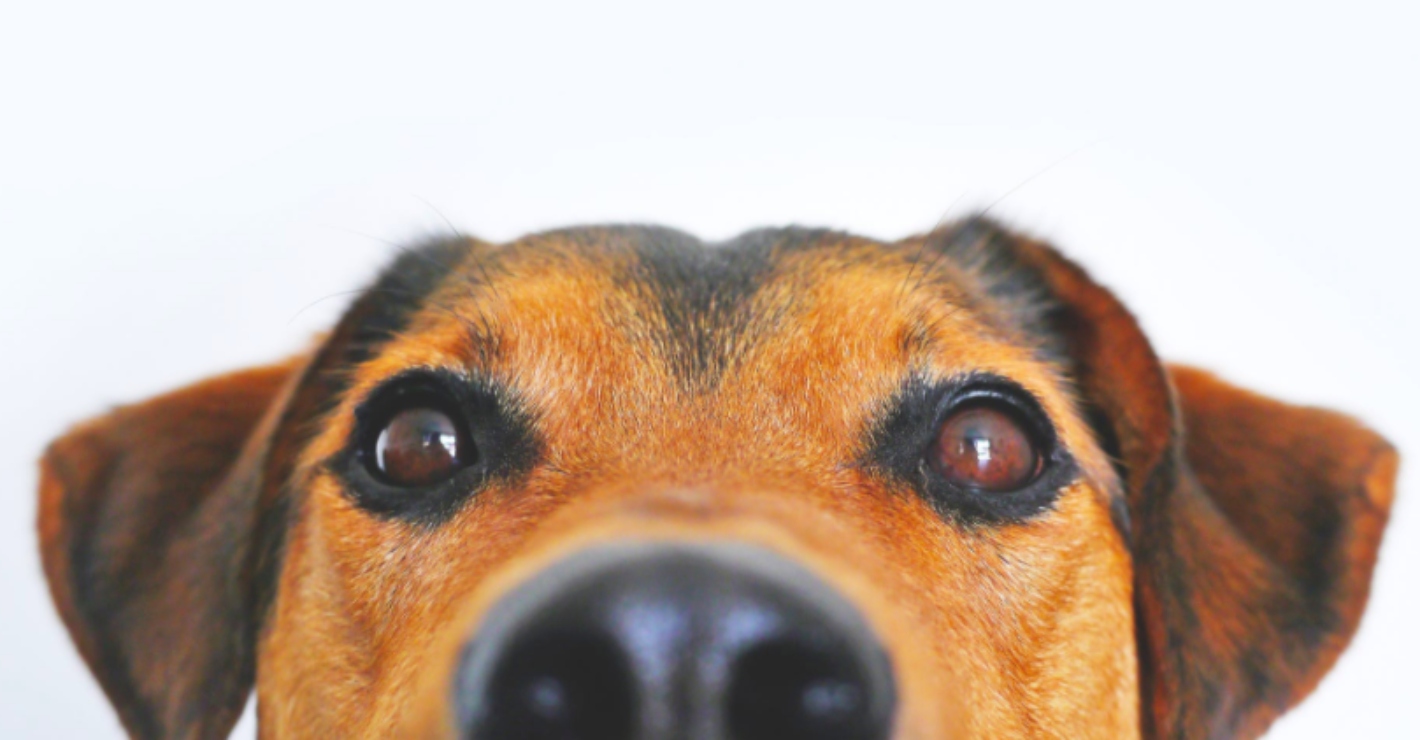 Woman arrested for breaking into stranger's home, petting their dog and cleaning the dishes