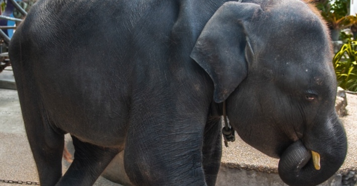Baby elephant dubbed 'Dumbo' forced to dance in zoo has died