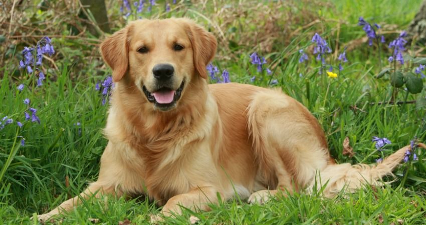 Grieving dog won't stop cuddling pillow of brother who passed away