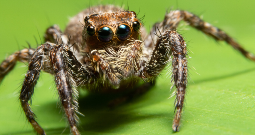 Woman crashes van into a river after spider landed on her lap