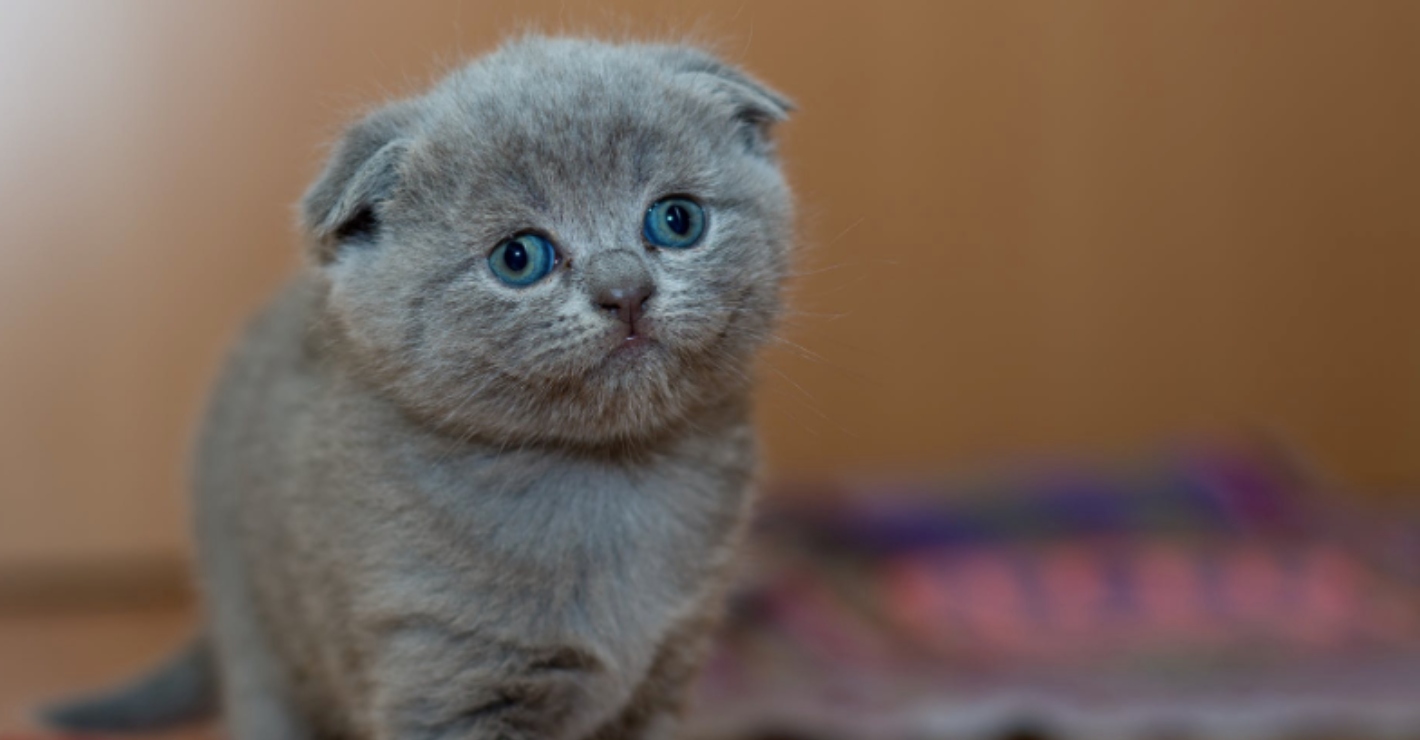 Cat with rare form of dwarfism will stay kitten-sized forever