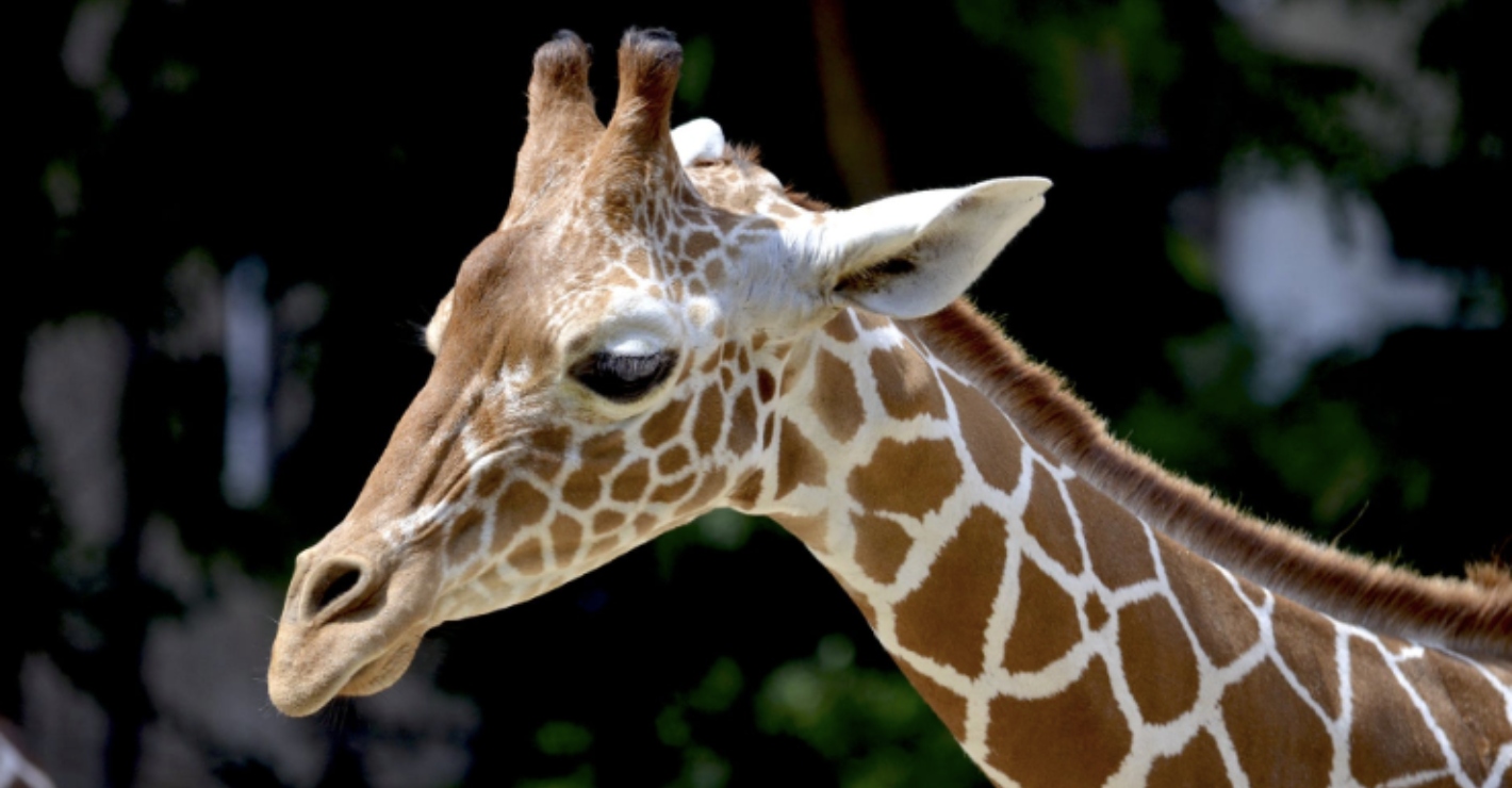 Poachers kill Kenya's only white female giraffe and her calf