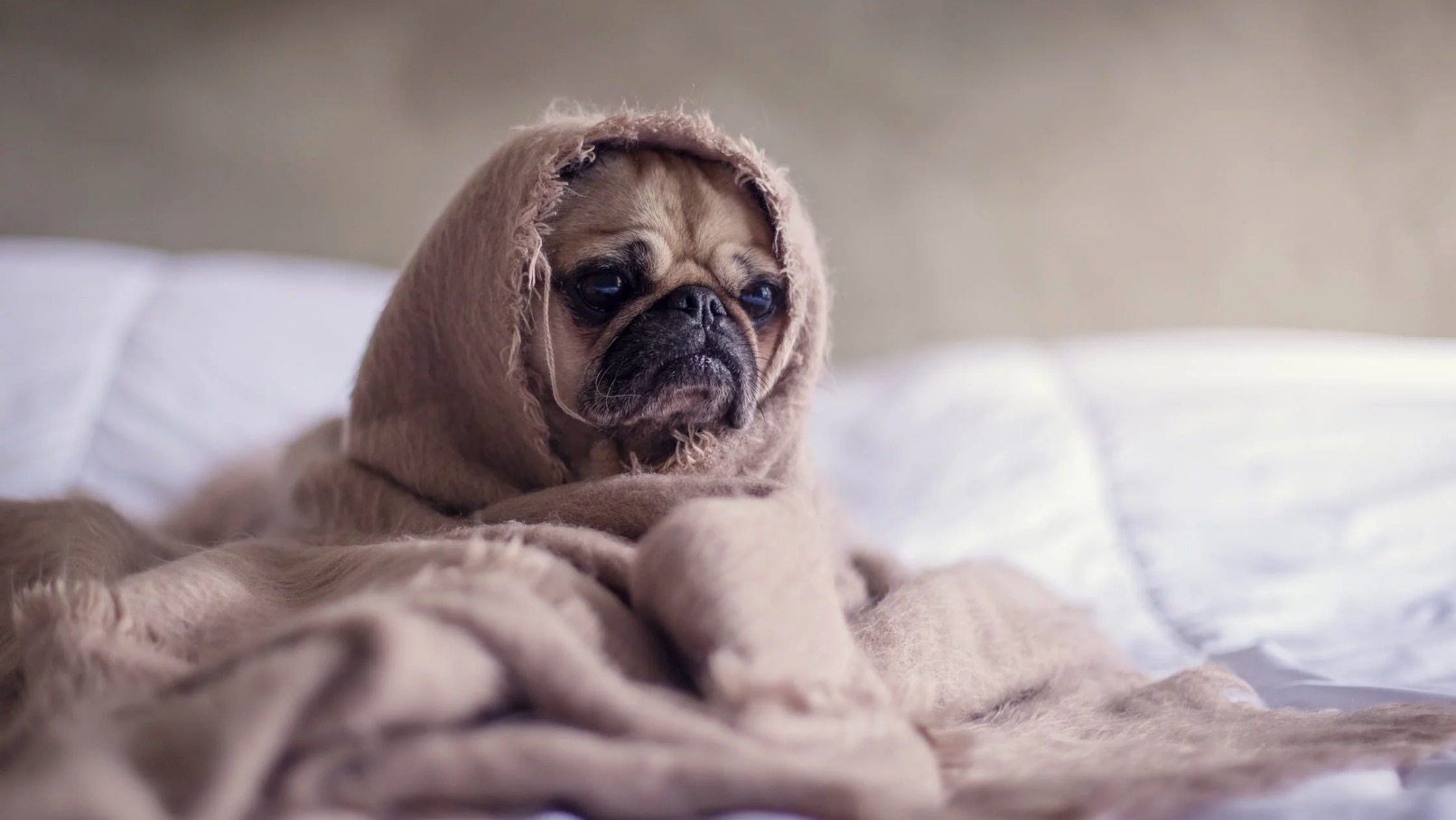 People share pics of their adorable animal coworkers as they work from home