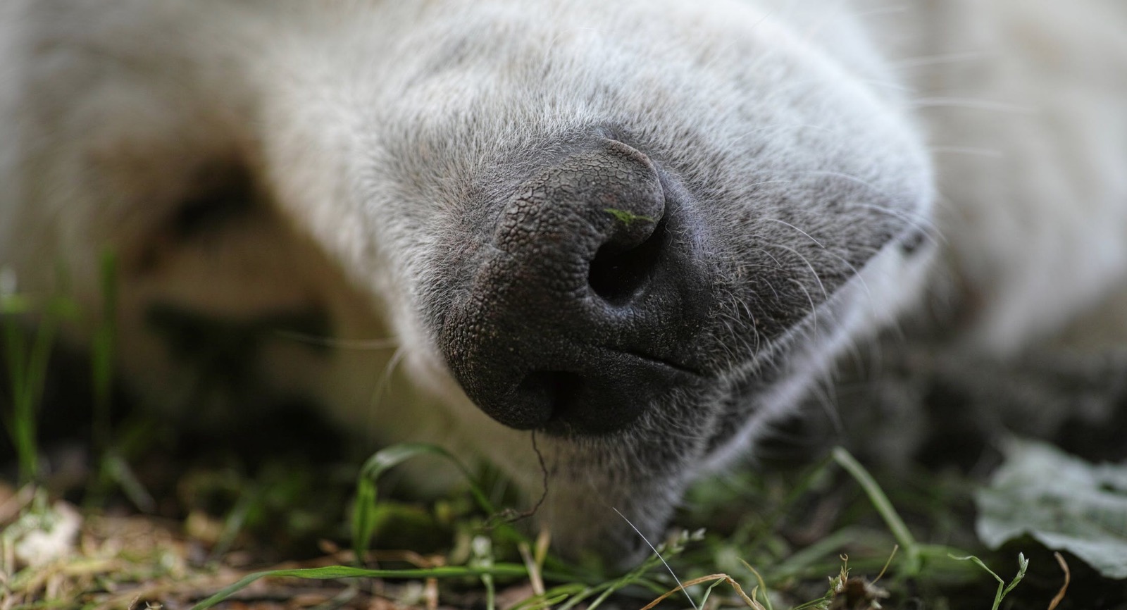 'Unicorn' dog with one ear in the middle of its head becomes an online sensation