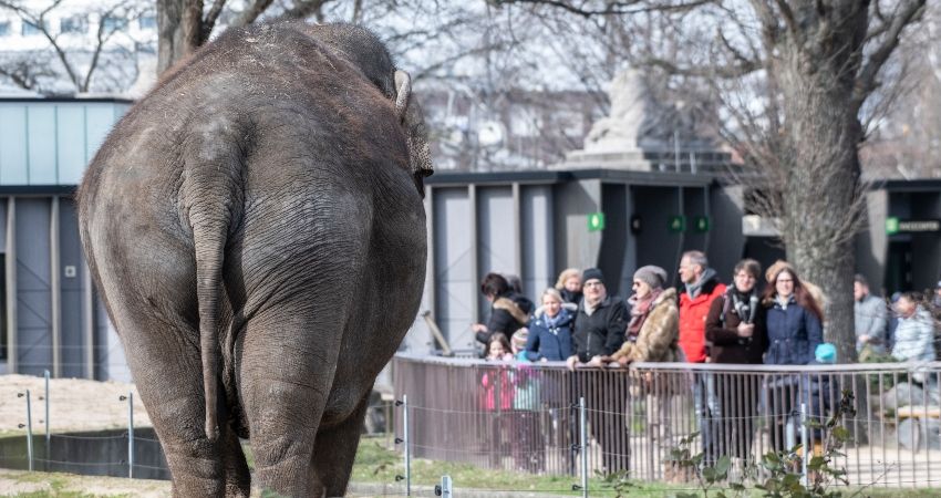 Missing nature? These zoos and aquariums are doing free live-streams of their animals