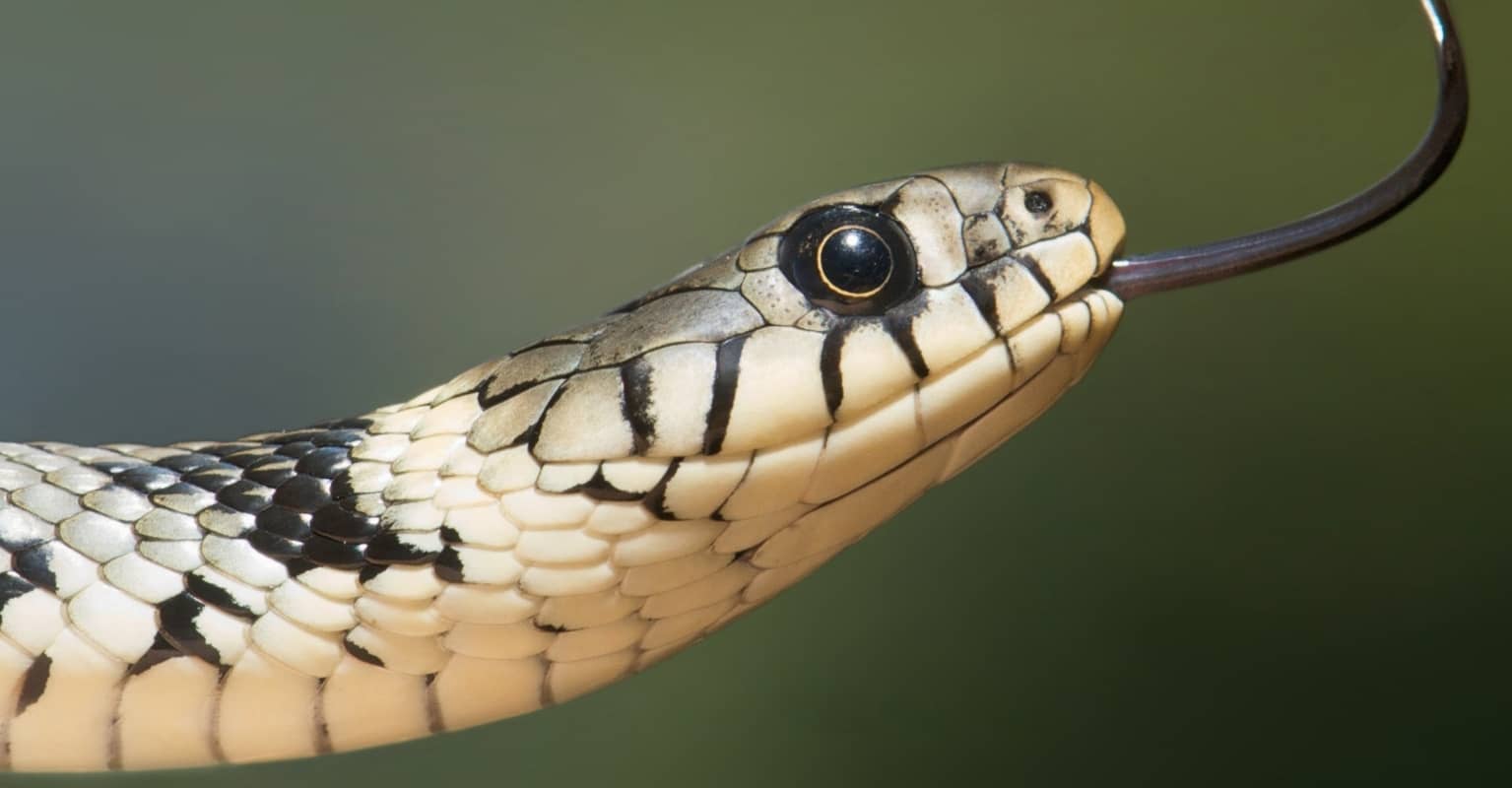 Mom shares warning to all parents after daughter to bitten by snake hiding in her toys