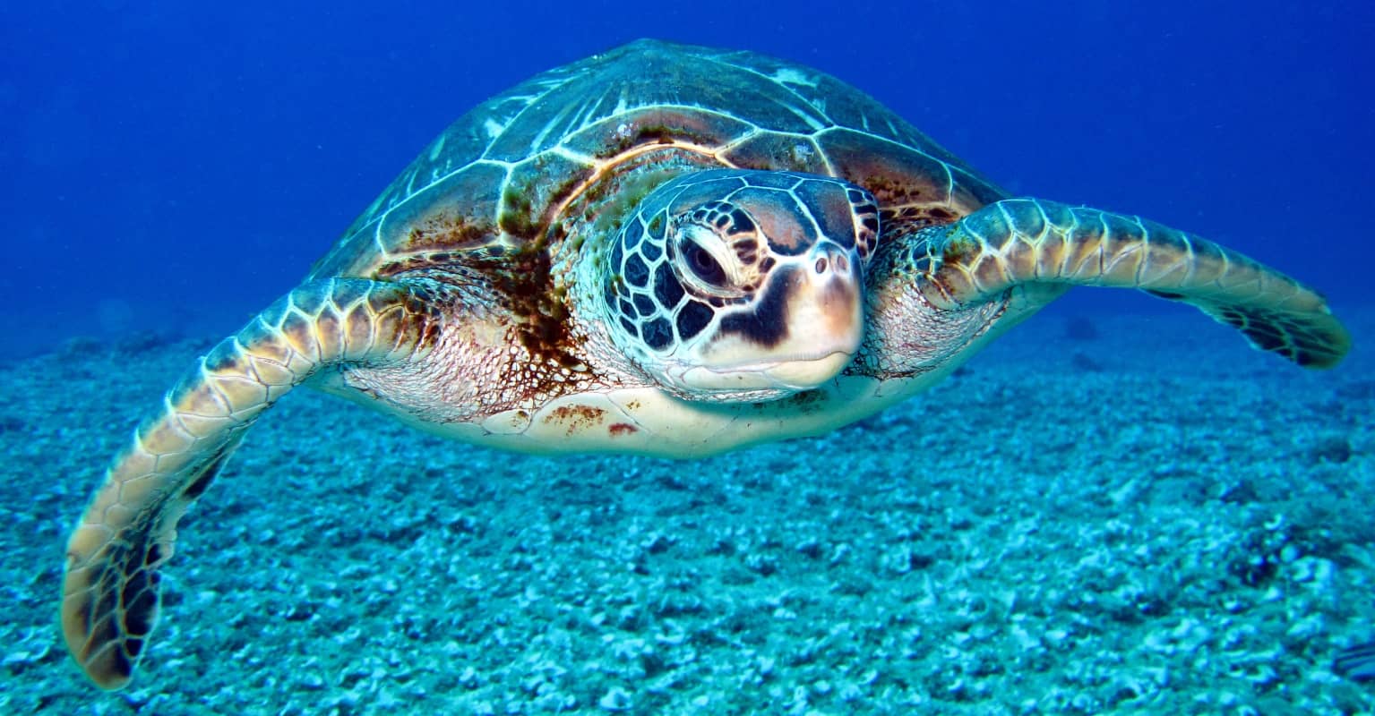 Endangered sea turtle learns to swim again after losing two flippers