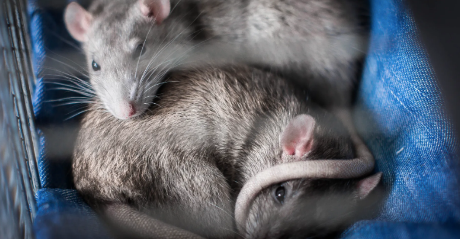 Man swarmed by rats after falling into sinkhole and getting trapped for 30 minutes