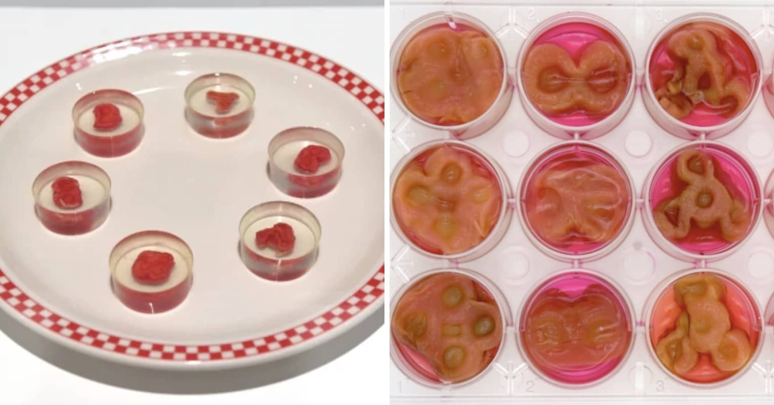 Makers Of GrowYourOwn Human Steaks Say It Is 'Technically' Not