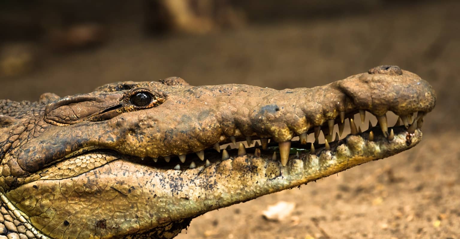 Florida man catches 1,000-pound alligator he says has been 'stalking' him for months
