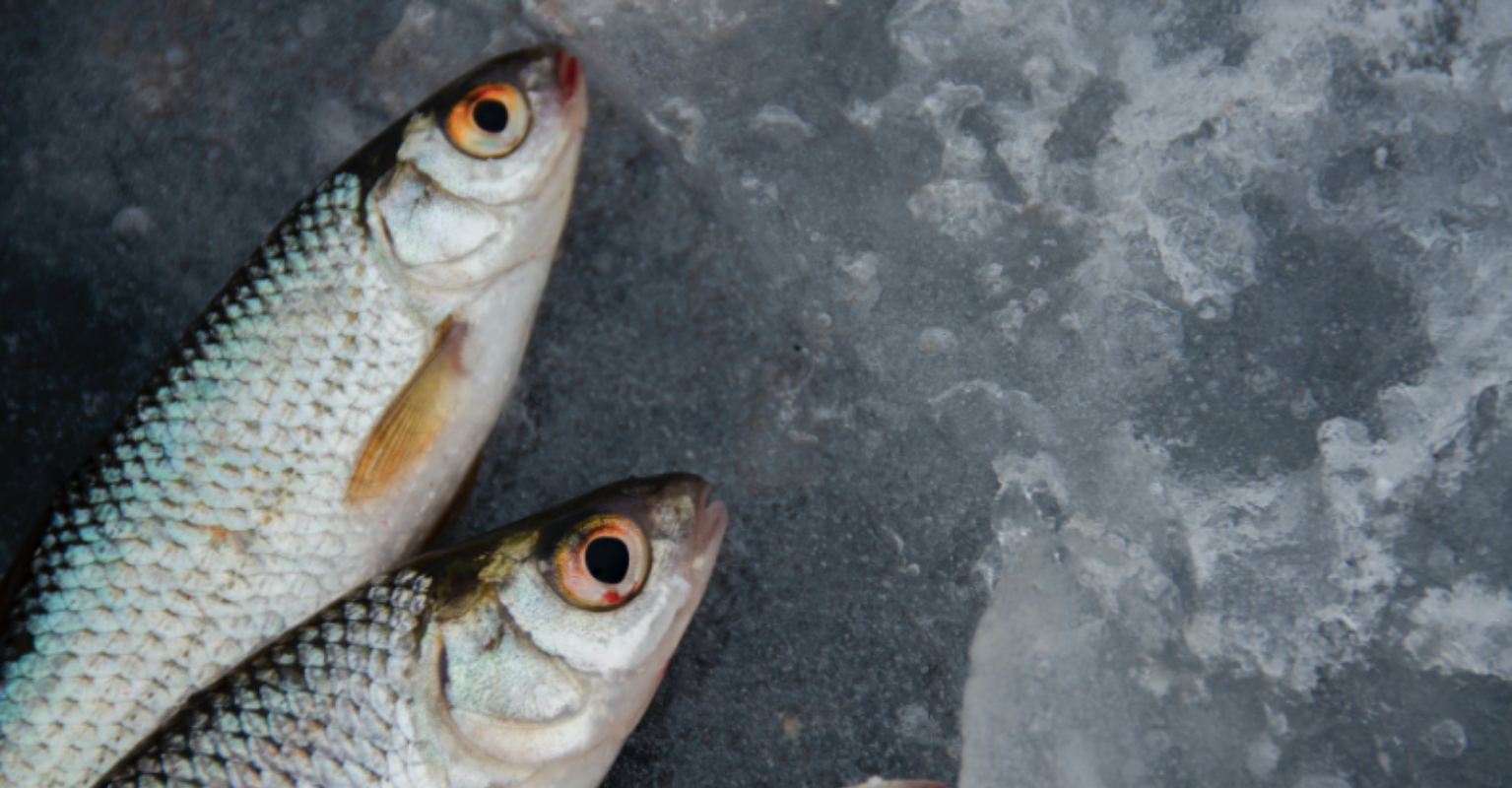 Sri Lankan former minister eats raw fish during live press conference