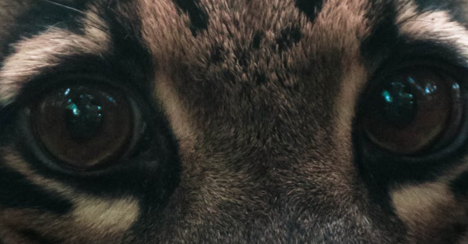 Incredibly rare golden tiger cubs born in Chinese zoo