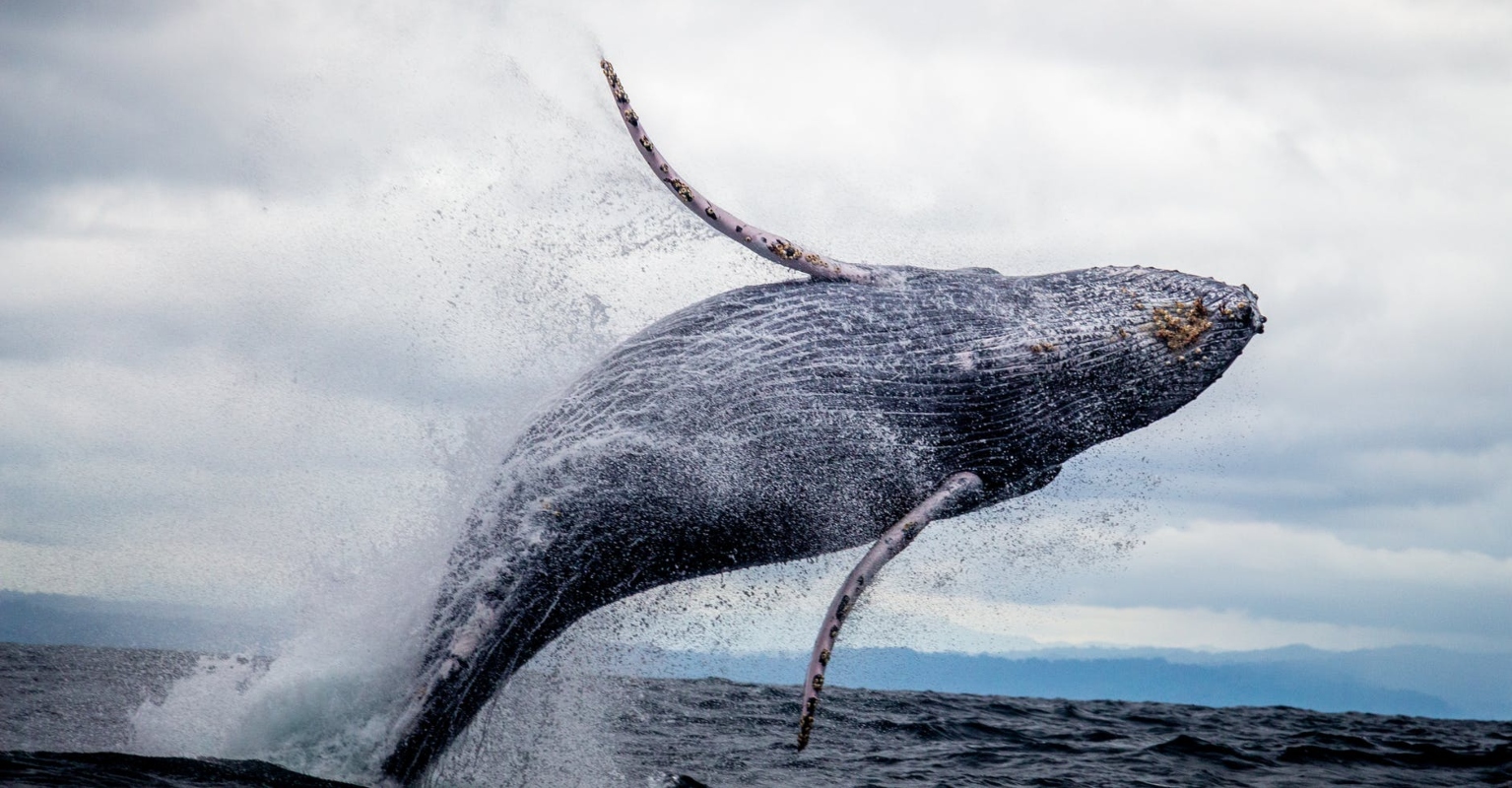 Humpback whale 'almost swallows' two kayakers off California coast