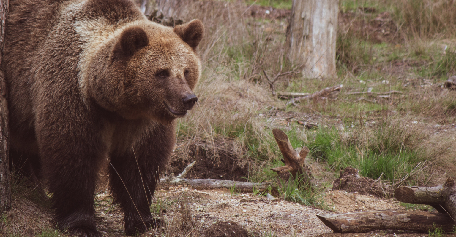 Man grabs bear by the throat in desperate attempt to save his dog's life
