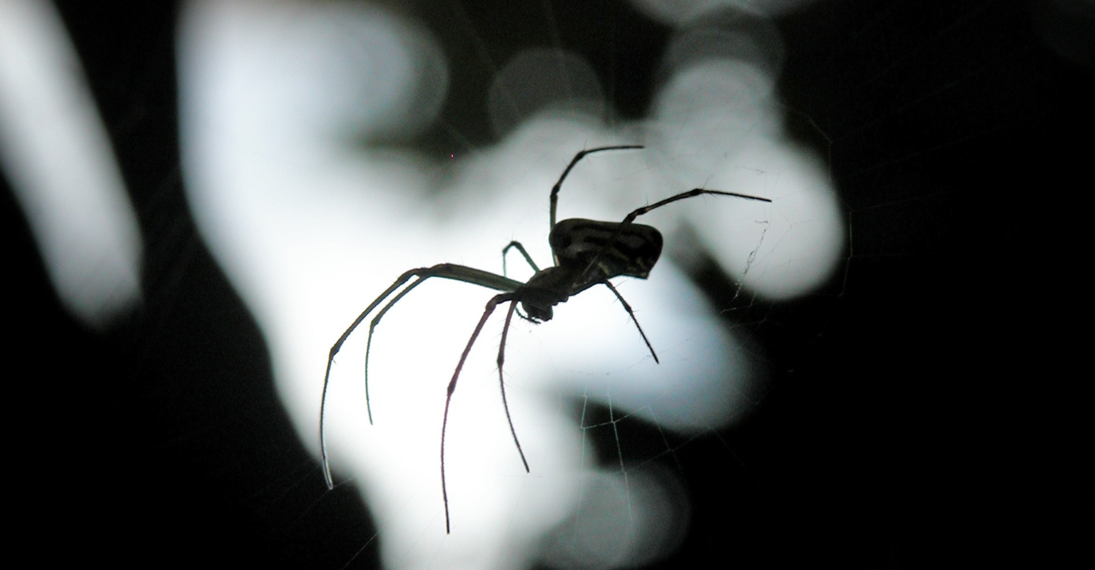 Horrified mom finds huge spider and egg sac inside Christmas gingerbread house