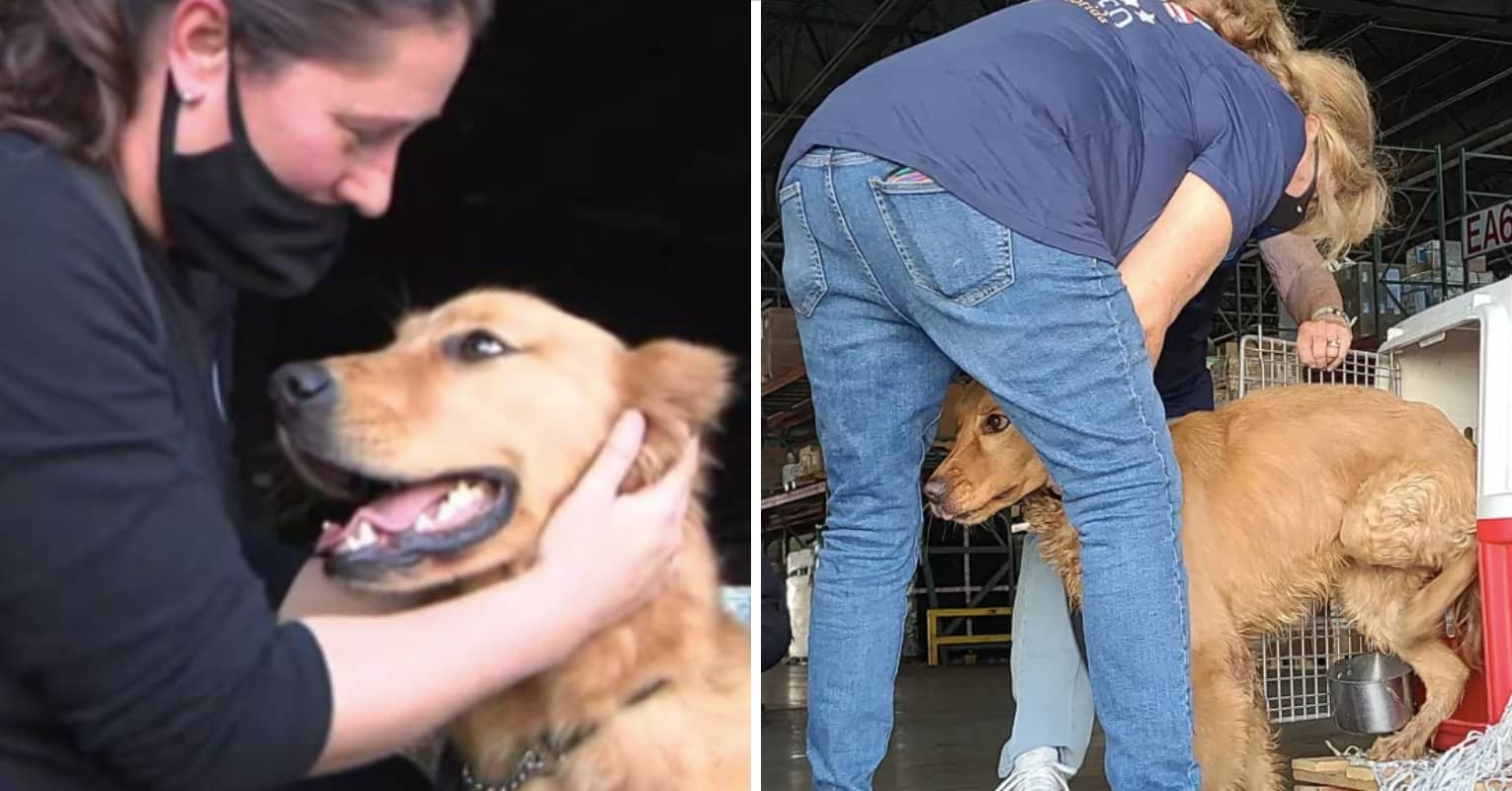 Golden Retrievers Rescued From Dog Meat Trade Meet New Owners For The