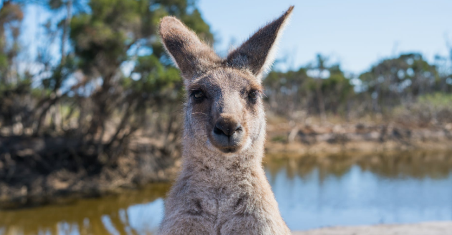 Woman attacked by kangaroo believes it was down to Sarah Jessica Parker perfume