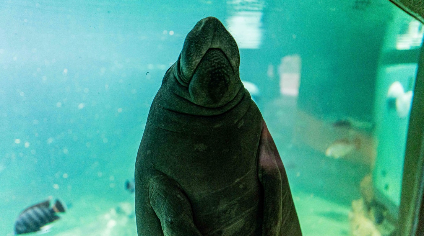 Dave Bautista offers $20,000 reward to catch 'scummy MAGATs' who wrote 'TRUMP' on manatee's back