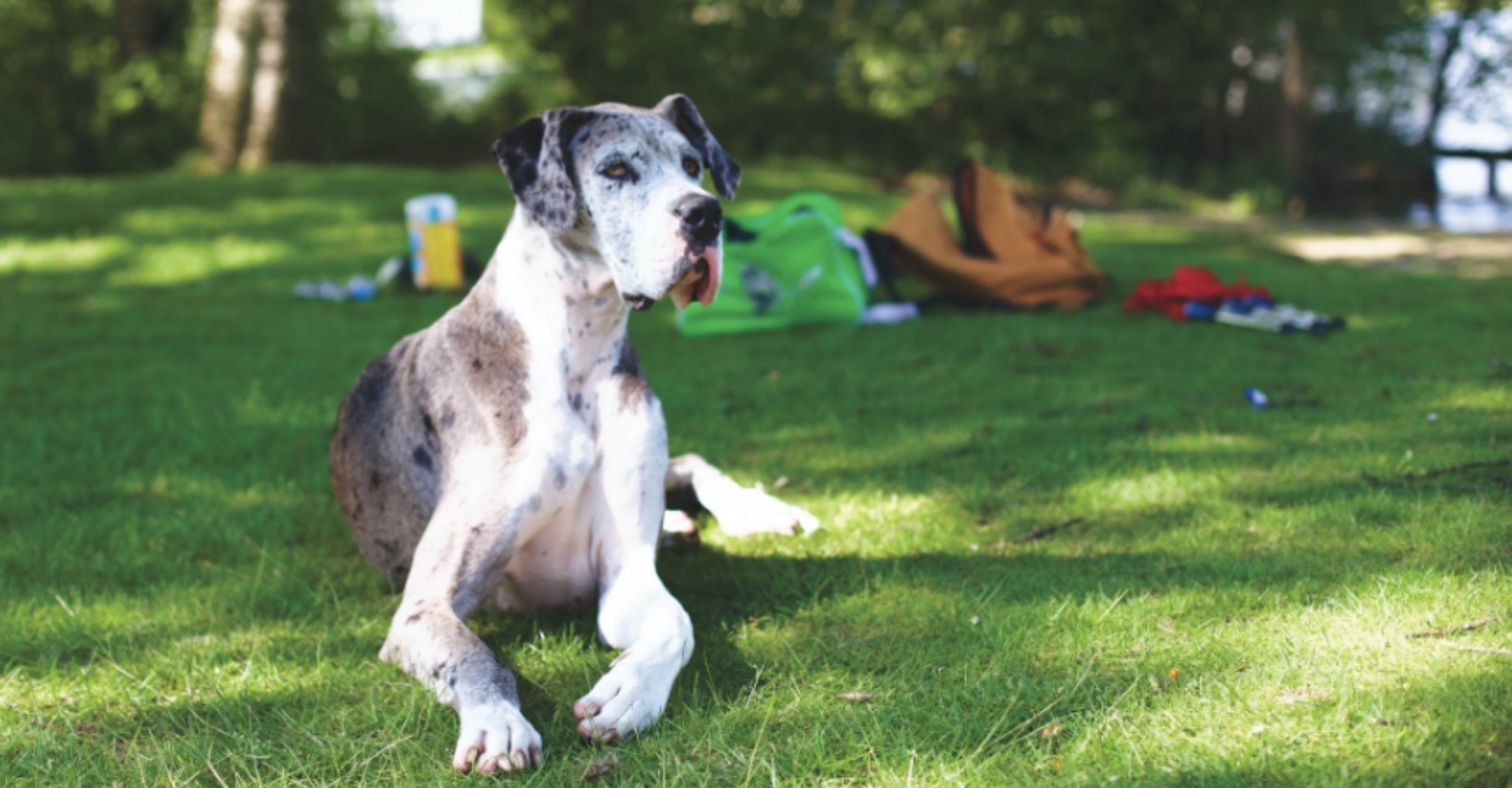 World's tallest dog, Freddy the Great Dane, has died aged 8