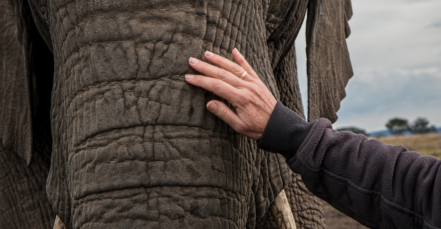Elephant kills zookeeper with a single hit from trunk