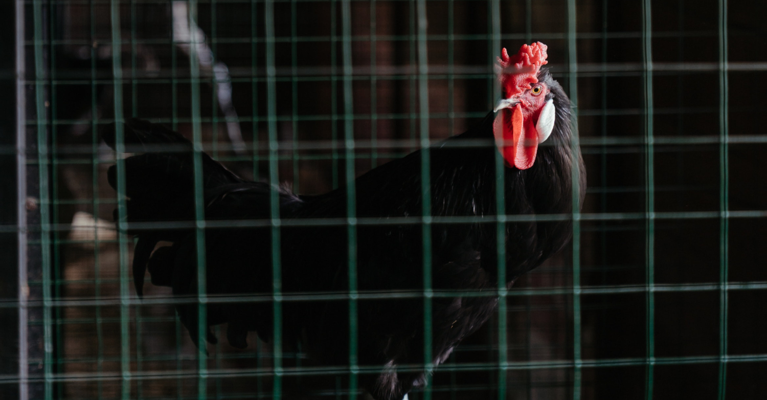 Man killed by his own knife-wielding bird at illegal cock fight