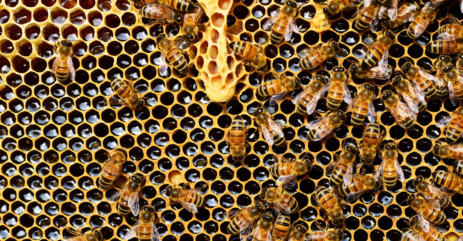 Off-duty firefighter comes to the rescue after 15,000 bees fly into man's car