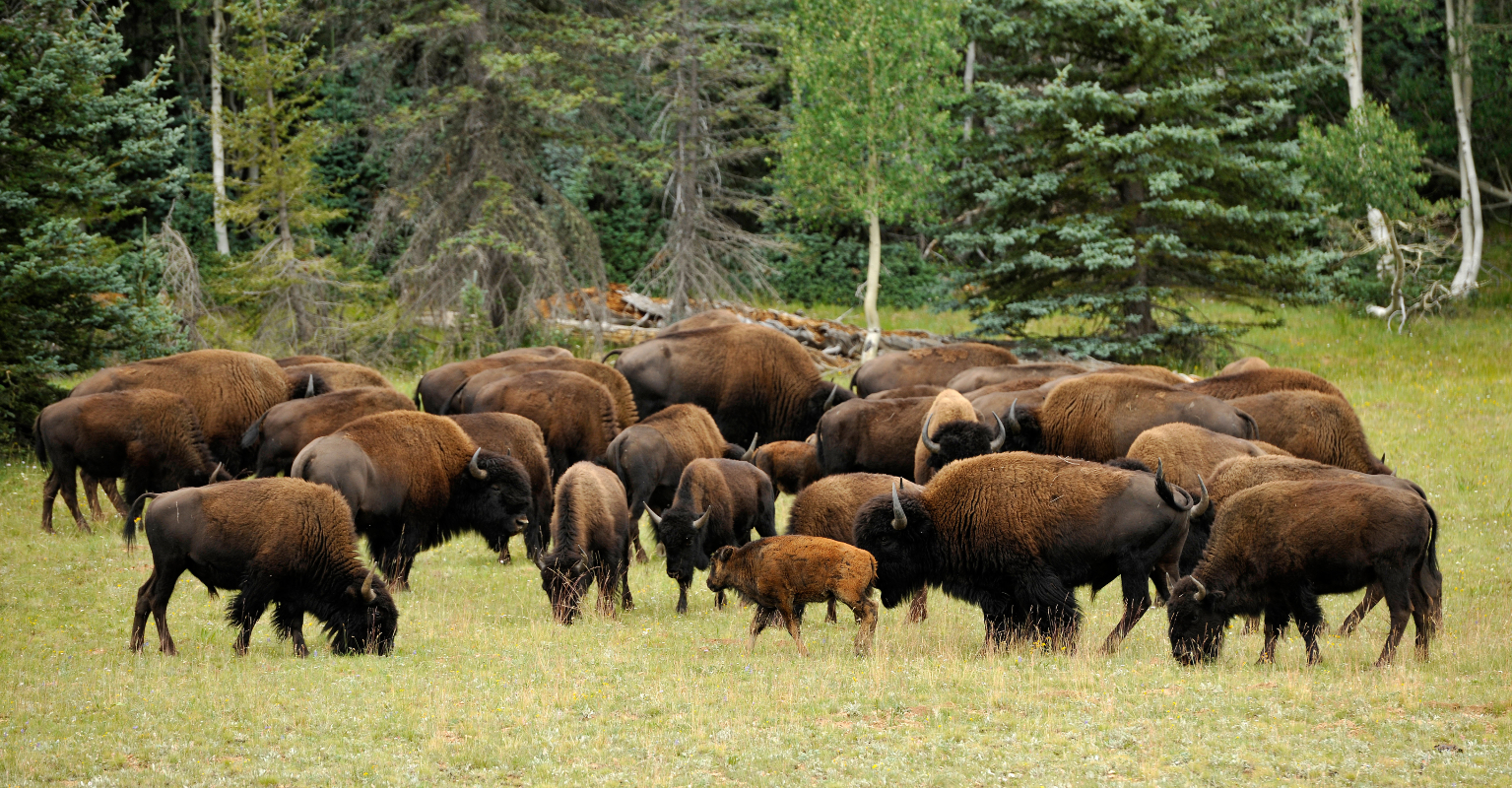 Grand Canyon National Park ask for volunteers to help hunt and kill bison
