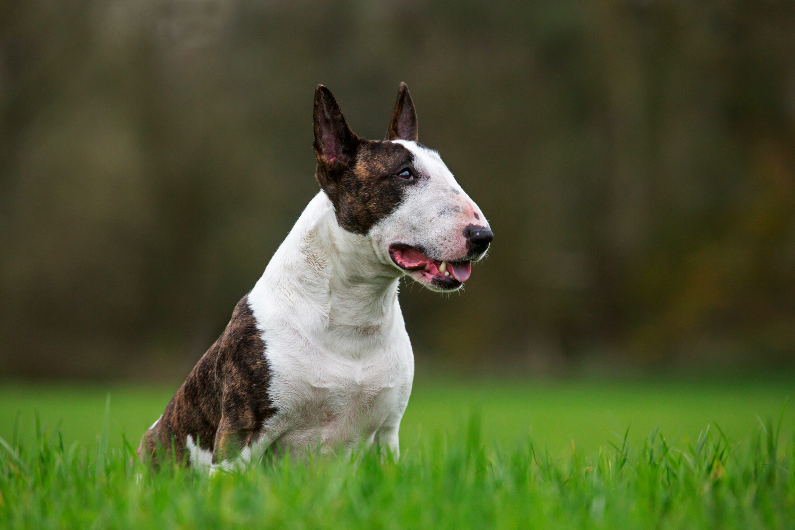 Influencer sparks outrage for euthanizing dog after claiming he was 'too old to rehome'