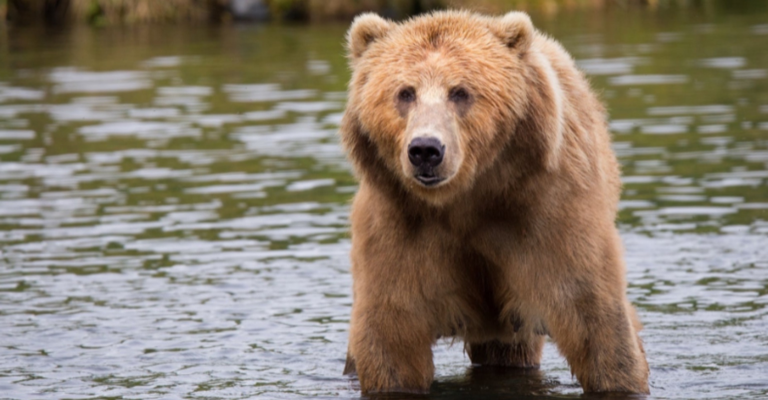 Moment brave 17-year-old girl heroically saves her dogs as she pushes wild bear in her backyard