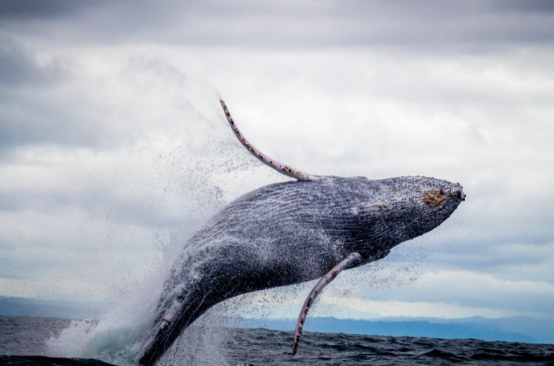 Fishermen in disbelief as they find life-changing fortune in the stomach of whale carcass