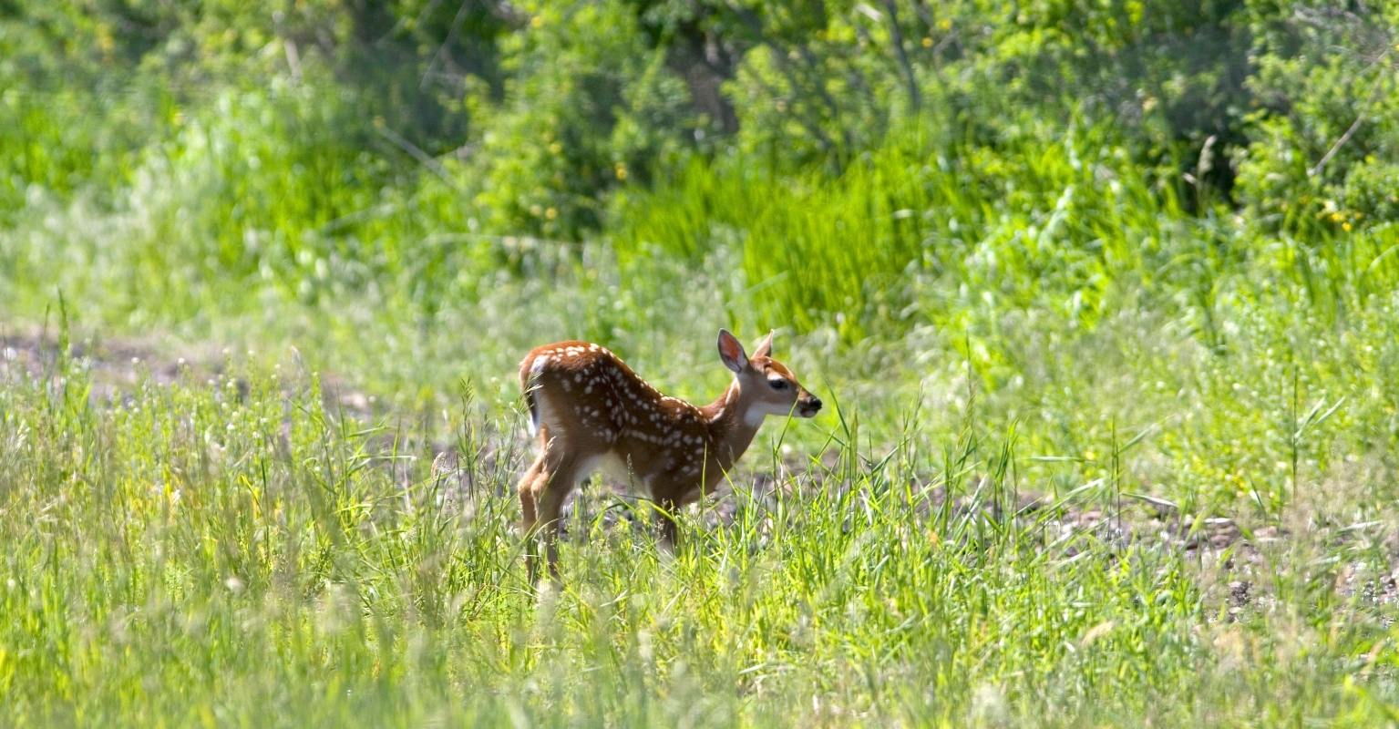 Dog saves fawn from drowning and refused to leave its side: He 'kept caring for it'