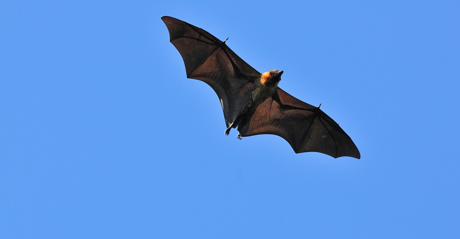 People can't actually believe this photo of a 'human-sized bat' is real