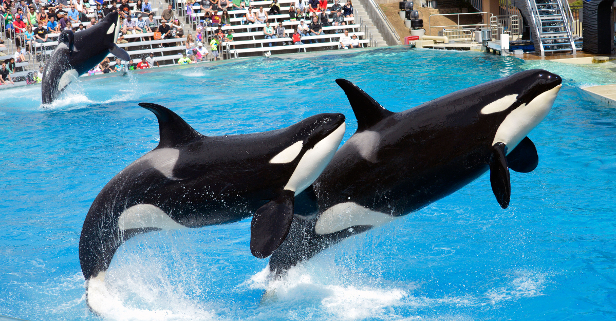 SeaWorld announces 'unexpected' death of 6-year-old orca, Amaya