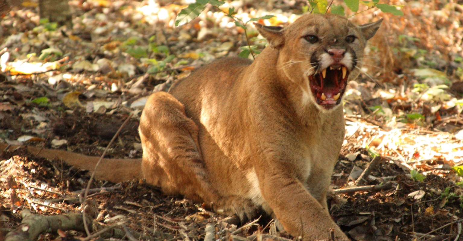 Brave mom fights a mountain lion with her bare hands to save her 5-year-old son