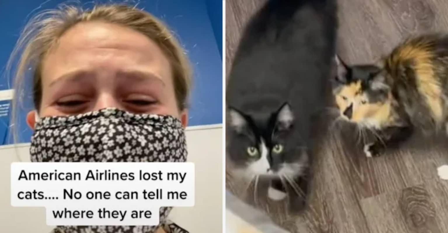 Woman Left Devastated After American Airlines Lost Track Of Her 2 Cats