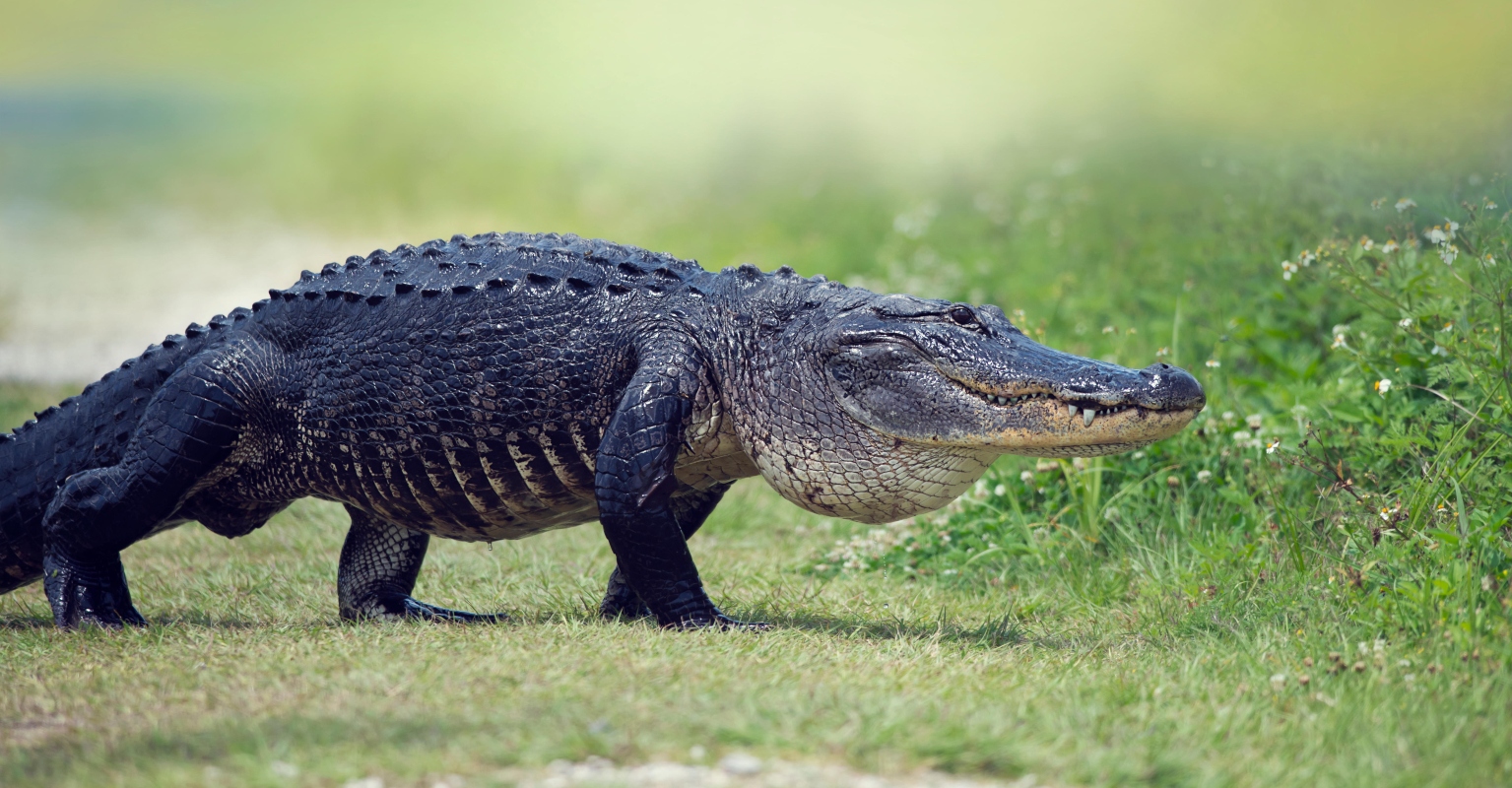Moment Florida man wrangles alligator before trapping it in garbage can