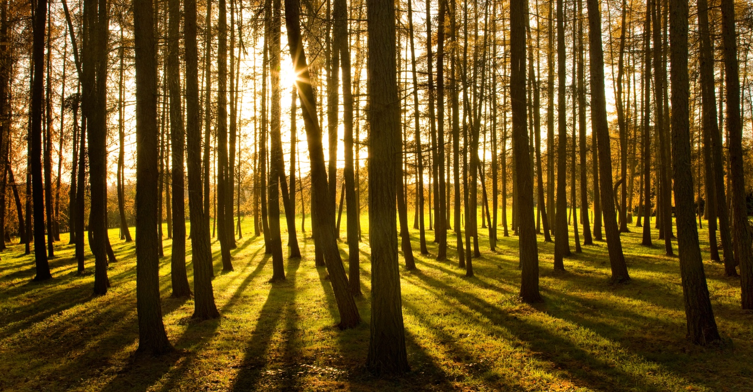 New footage allegedly shows recent sighting of Bigfoot in Idaho - and people are baffled