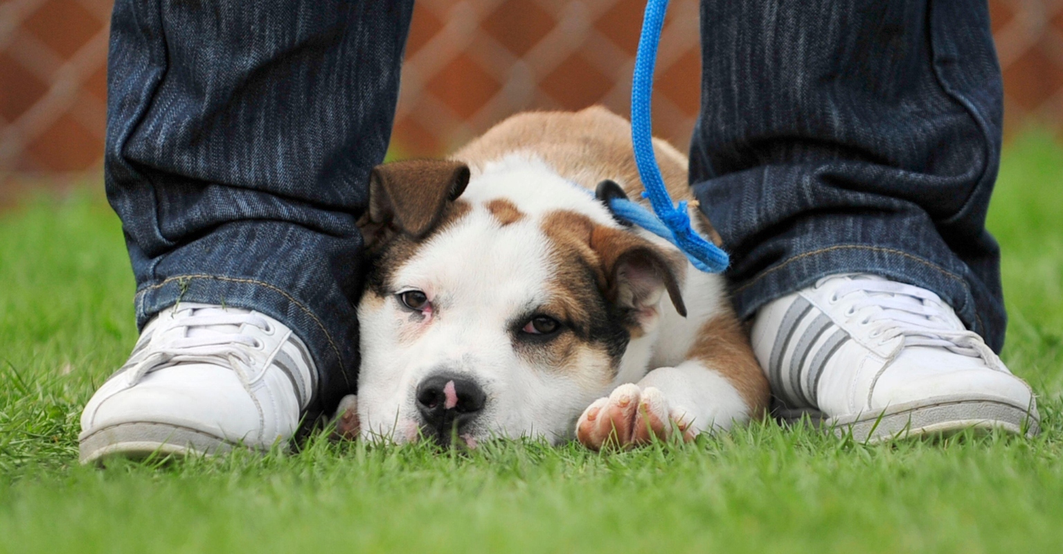 Woman sparks debate after saying workplaces should offer 'dog moms' the same flexibility as working parents