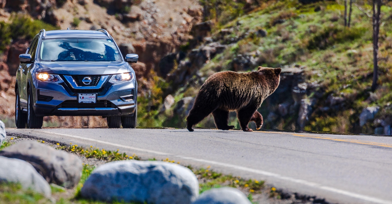 Yellowstone tourist sentenced to 4 days in jail after close encounter with bear and cubs