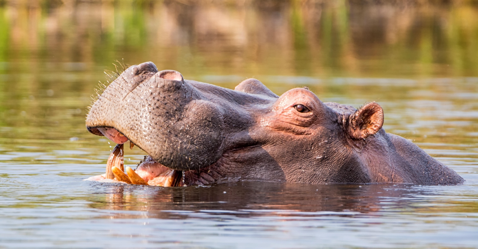 Woman leaves one-star Tripadvisor review claiming she was 'brutally attacked' by a hippo in popular tourist spot
