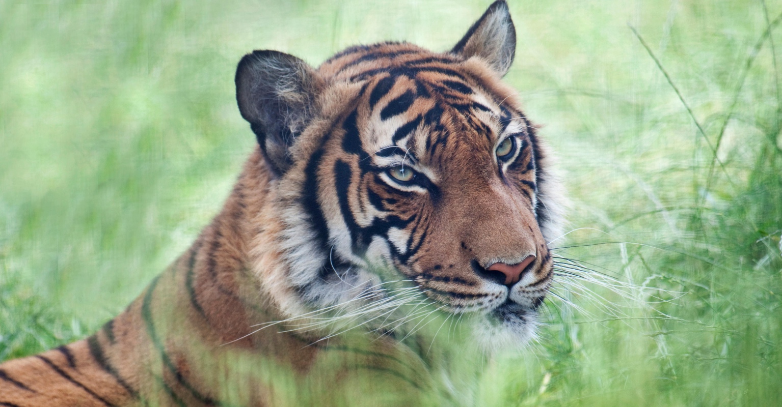 Critically endangered tiger fatally shot at Florida zoo after biting cleaner who put arm through fence